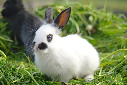 Cute Bunny Rabbit