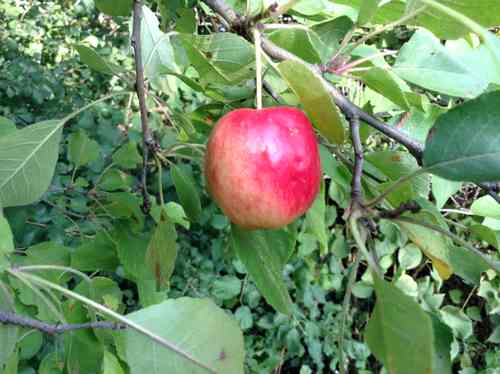 Wild Crabapple