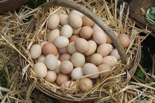 Hen Eggs in a Farm Basket