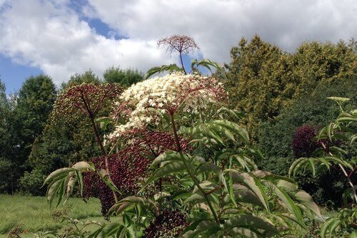 Elderberry Clusters in the Ontario Garden
