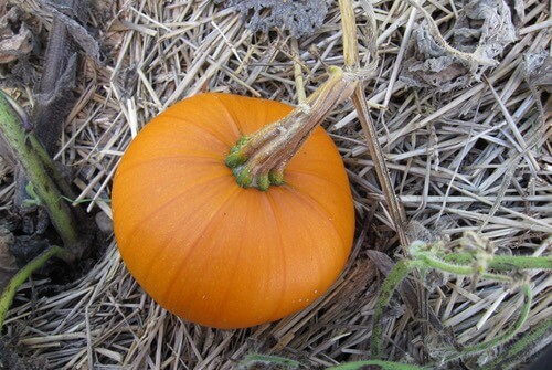 Ripe Pumpkin in Garden