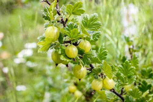 Green Gooseberry Bush
