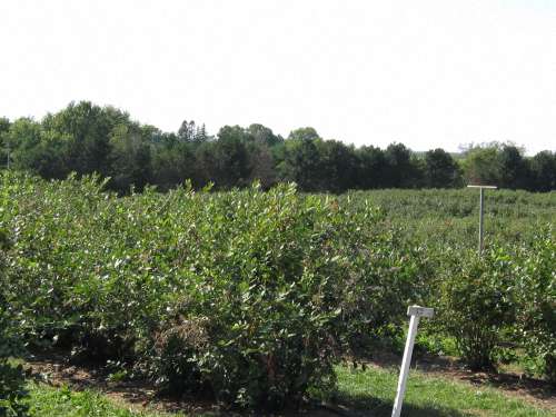 Field of Highbush Blueberry Bushes At Wilmot Orchards