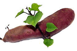 Sweet Potato Table Decoration