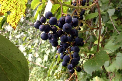 Cluster of Wild Grapes