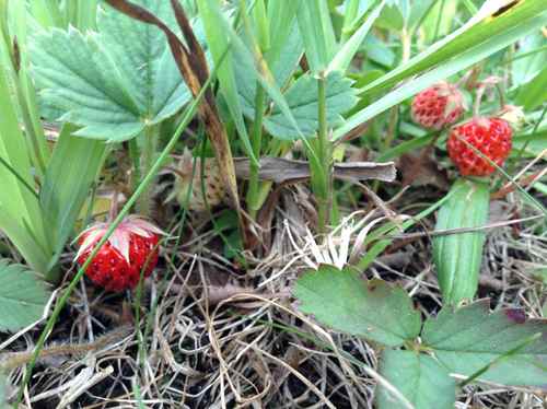 Wild Strawberries