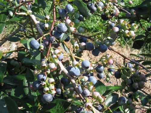 Ripe High Bush Blueberries Ready to Pick