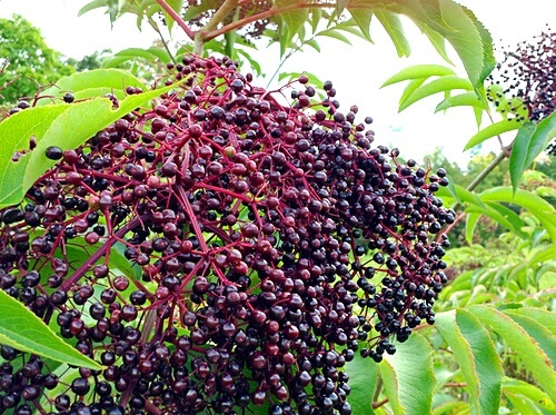 Ripe Purple Black Elderberries