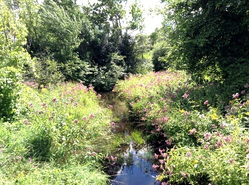 Wild Elderberries Growing Along a Nearby Creek