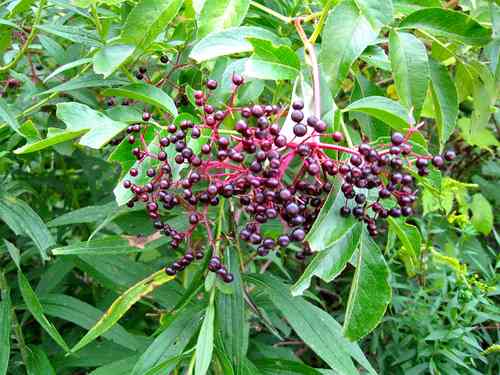 Wild Elderberries Ripe for a Pie