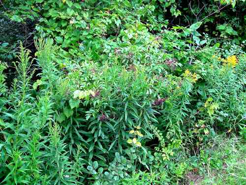 Wild Elderberry Shrub Growing in a Roadside Ditch