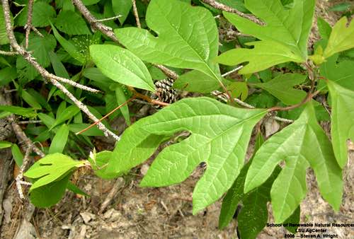 Sassafras Leaves