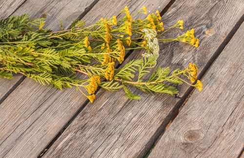 Tansy Herb