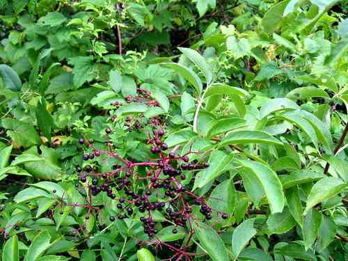 Ripe Cluster of Wild Elderberries